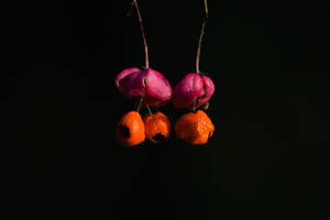 10 October 2025 Euonymus berries