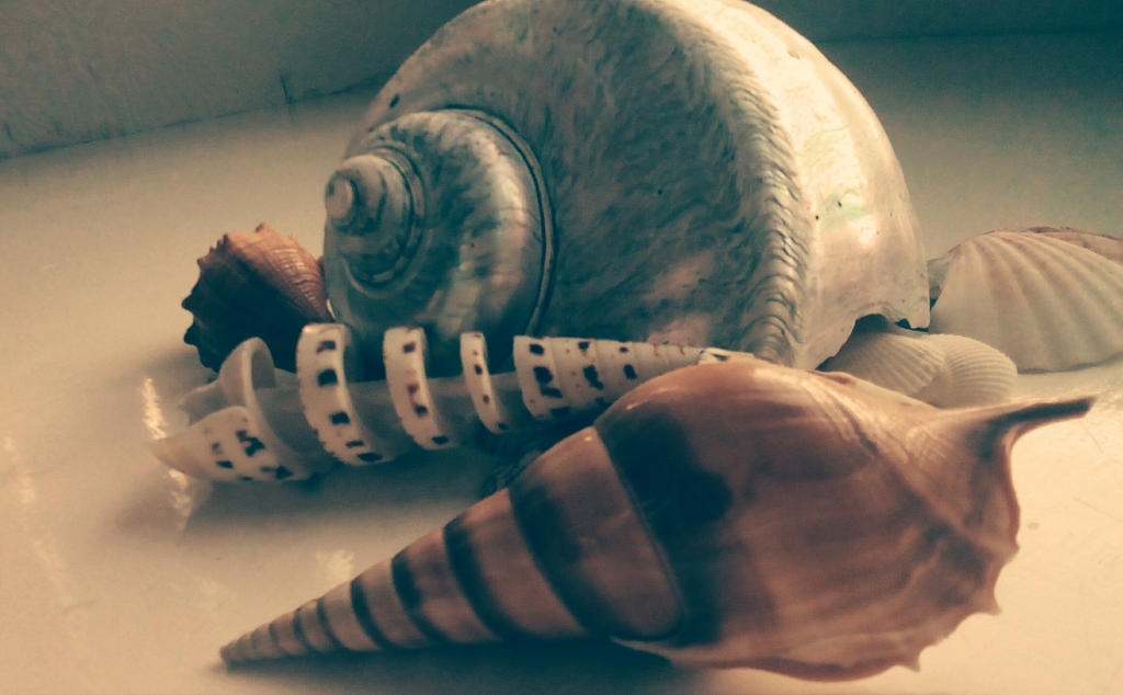 shells 3 by sadartstudent8223 on DeviantArt