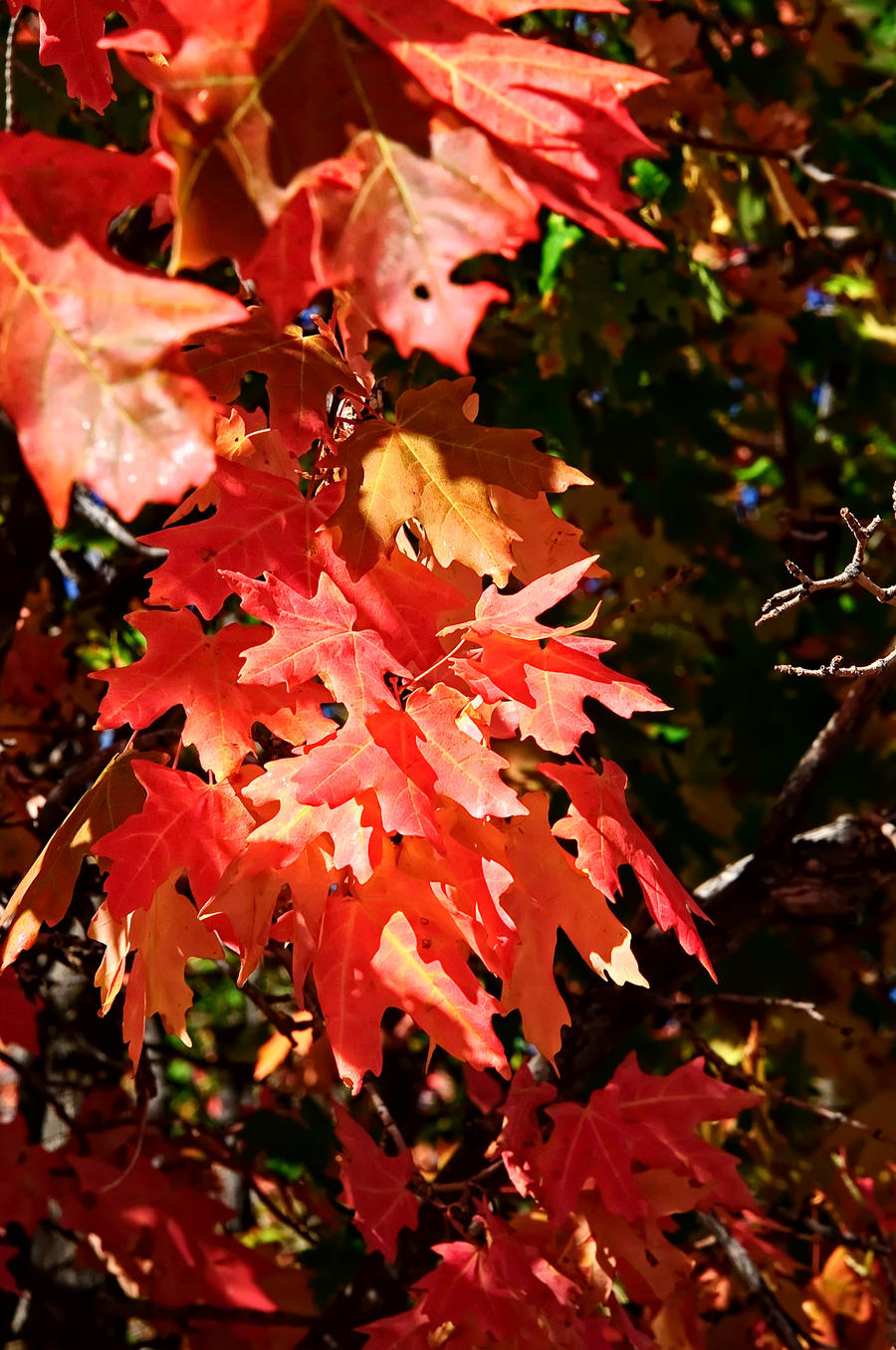 Fall Leaves