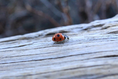 Little Red Walking