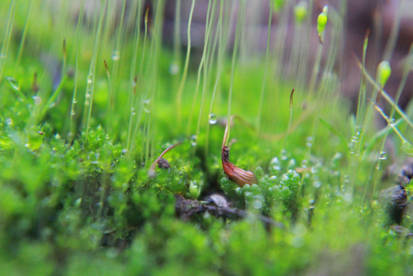 In the Tiny Dew Forest