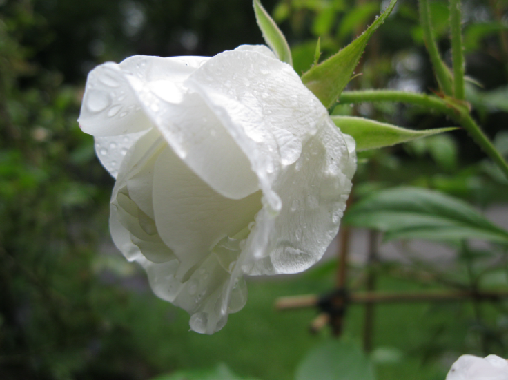 White Rose