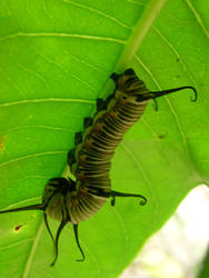 caterpillar