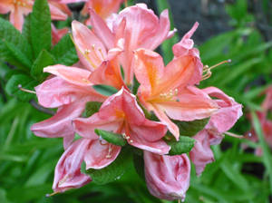 Azalea