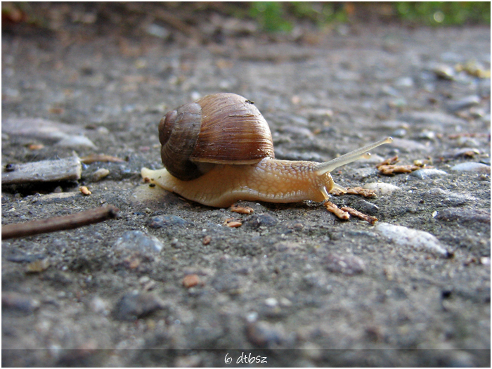 snail