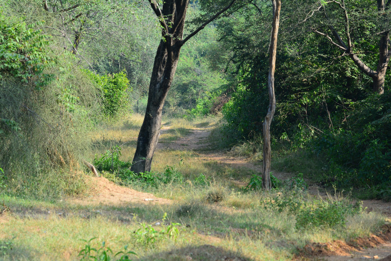 Jungle Path by Leonardo29319 on DeviantArt