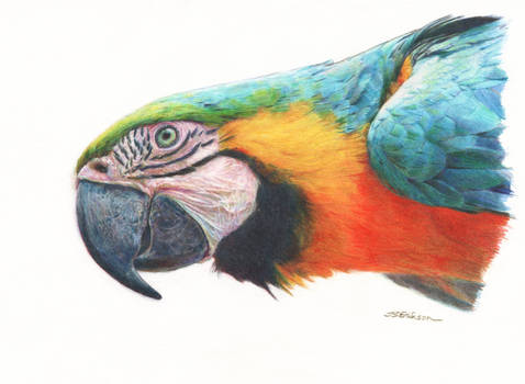 Maximillian the Macaw