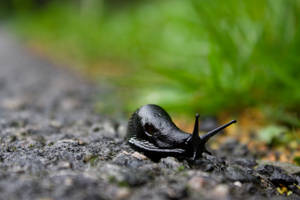 Black Snail