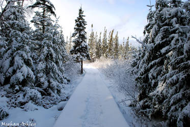 magical snow-coverd land