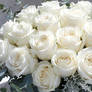White bouquet of roses nature wallpaper (15)