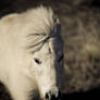 Shetland pony 3