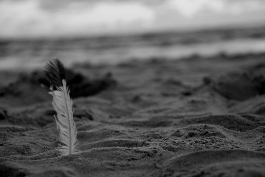 feather