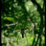 Spider on it's net