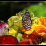 Butterfly and a flowerbed