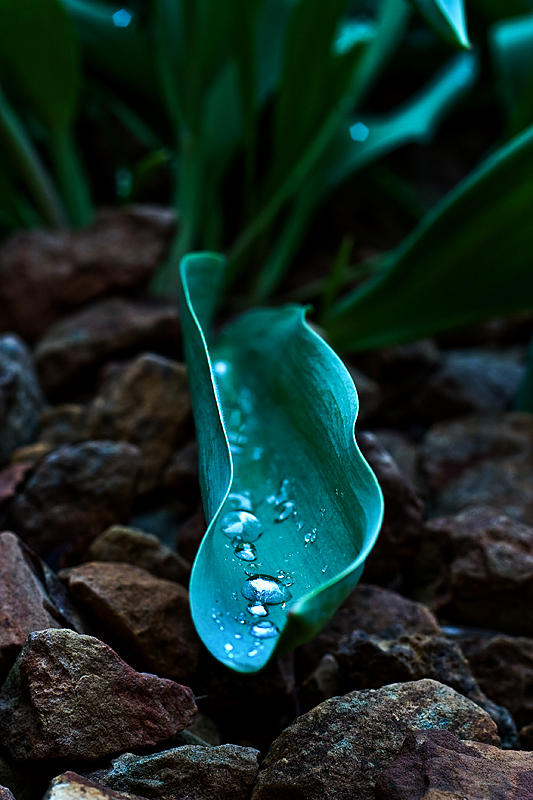 Wet Leaf