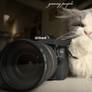 nikon lovers