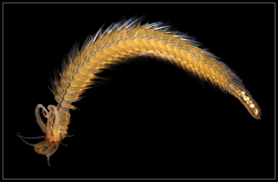 Chinese Sea Dragon