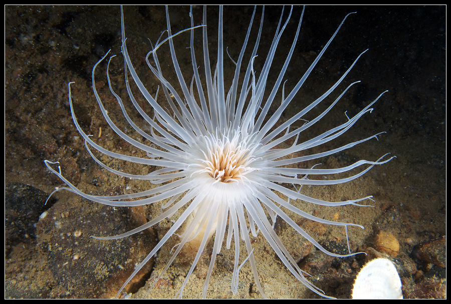 Tube Anemone Cerianthus