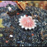 Crossaster young