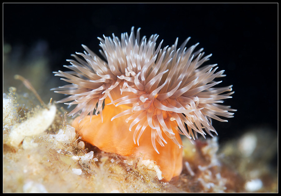 Unidentified anemone