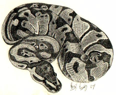Ball Python Drawings