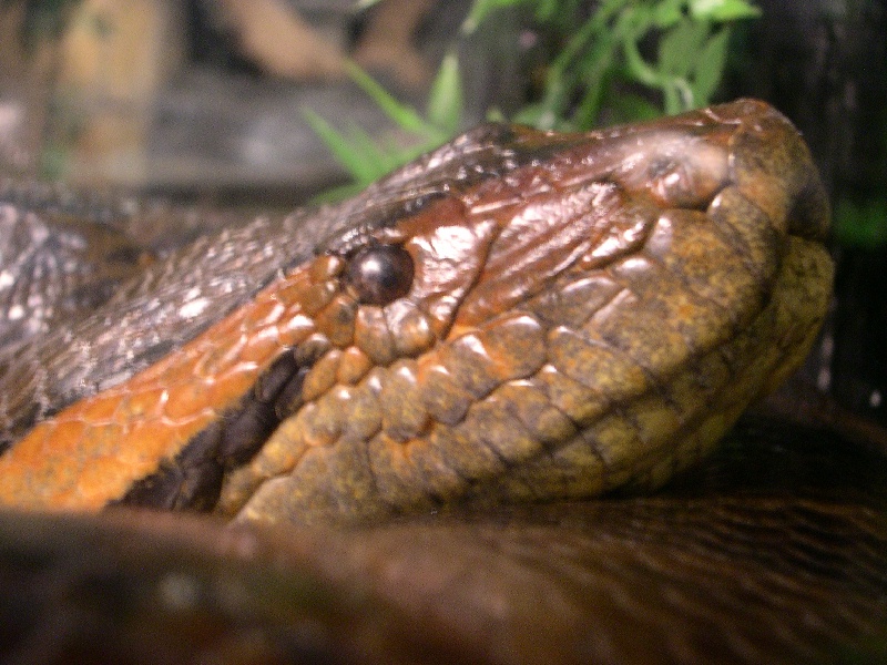 Green Anaconda