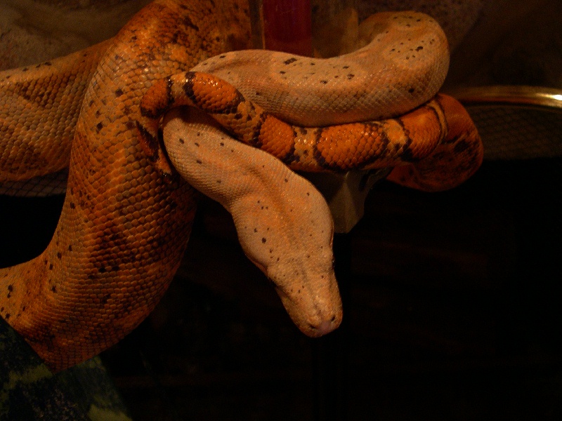 Diva II - Hogg Isle Boa