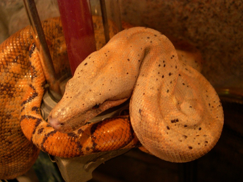 Diva IV - Hogg Isle Boa