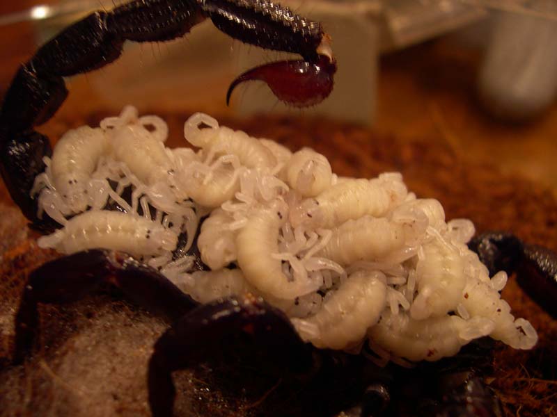 Emperor Scorpion - Babies