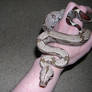 Boa Constrictor in Hand