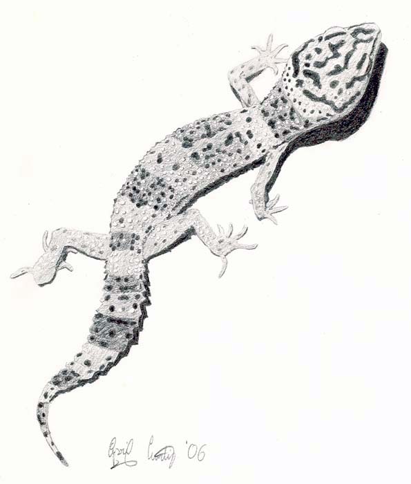 Leopard Gecko Pencil by Cerulean-Serpent on DeviantArt