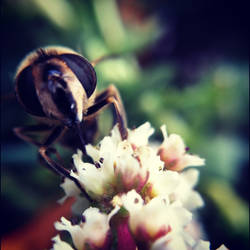 Bee Macro - Mobile Photography Contest Entry