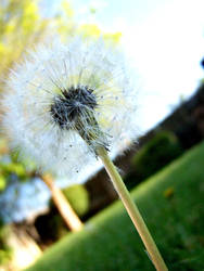 Whimsical Dandelion