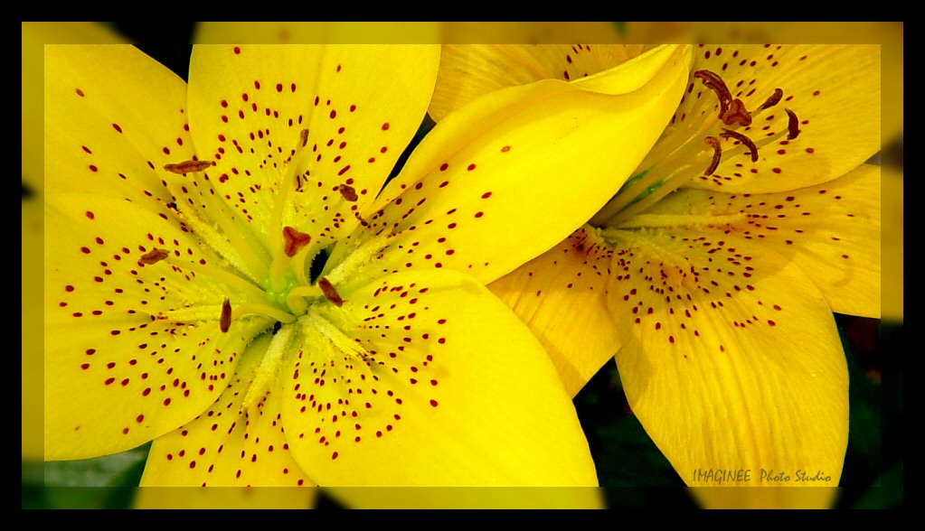 ::yellow lillies