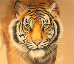 Tiger (prismacolor) (3) by ZiskaJa