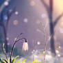 Speedpaint #14 (spring)