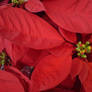 Red Poinsettia