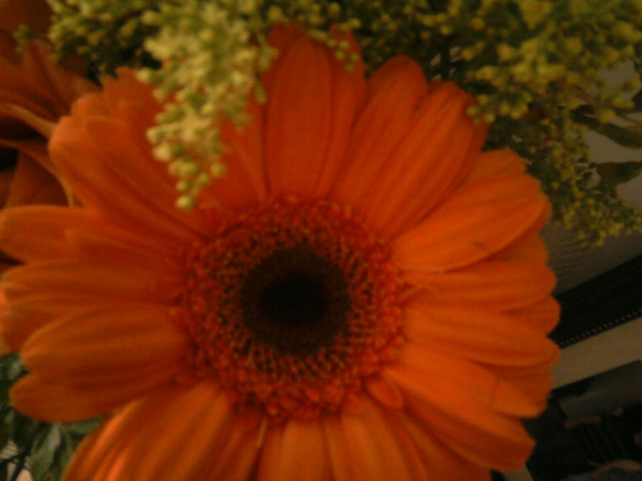 Orange Flower