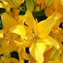 Yellow Lilies.