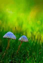 . Fairy Rings and Pixie Dust . by KimberleePhotography