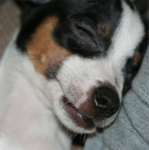 toy fox terrier sleeping 2