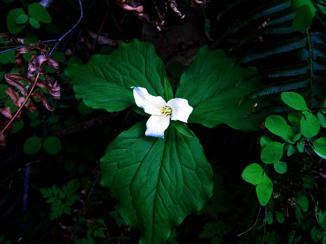 Trillium