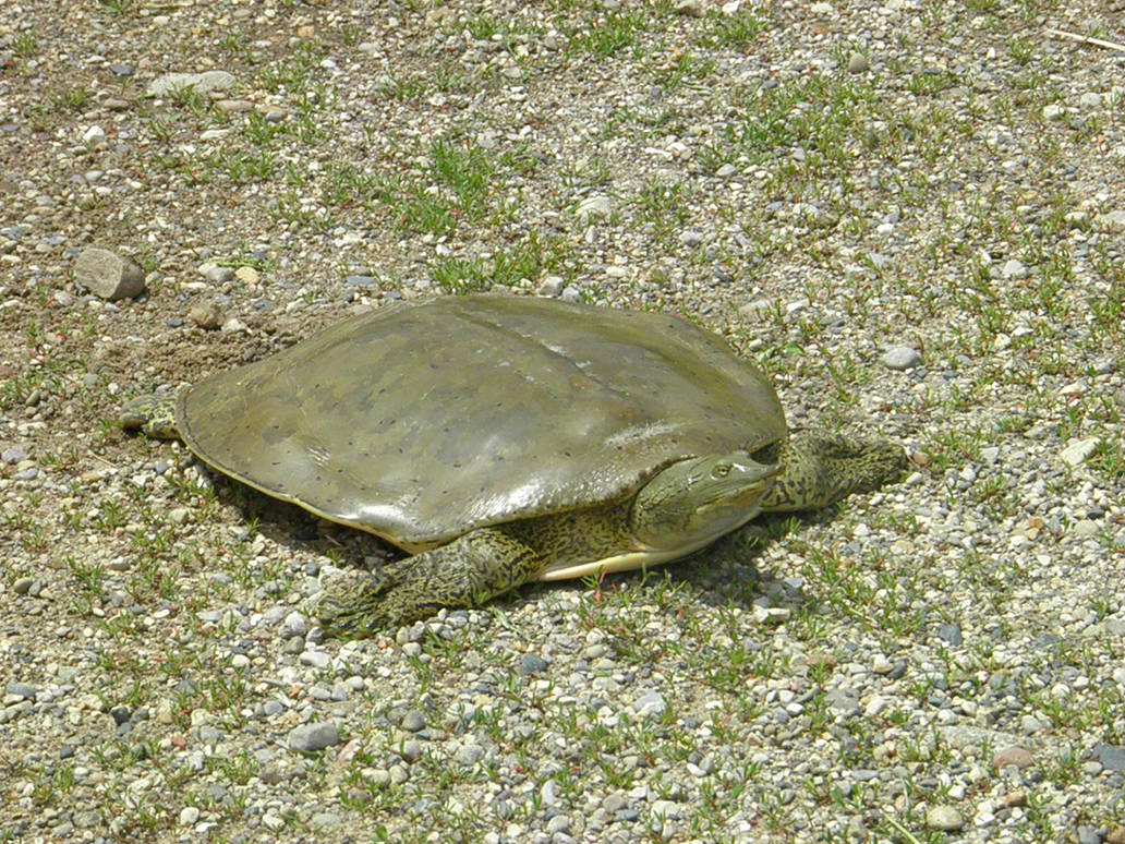 Deviantart Softshell Turtle Softshell Turtle by thescholar23 on DeviantArt