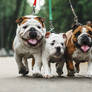 English bulldogs. Vyksa, Russia.