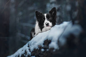 Border Collie Joker. Sarov, Russia. by AnnaTyurina