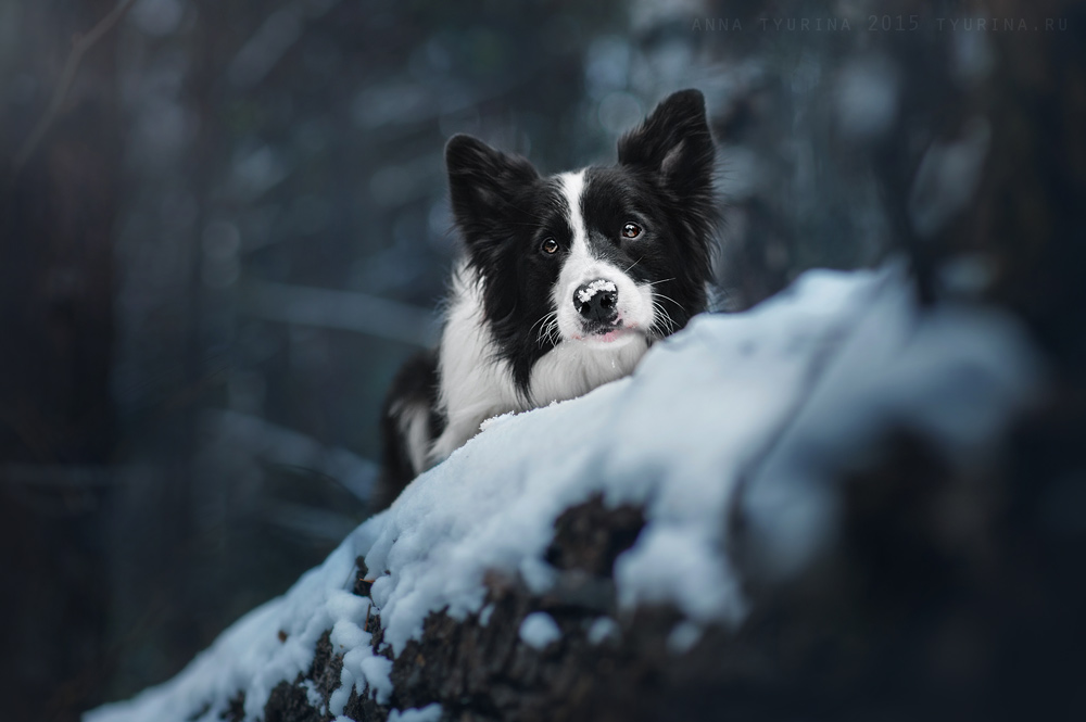 Border Collie Joker. Sarov, Russia.