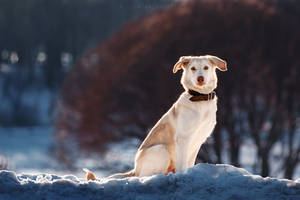 Dog Fog
