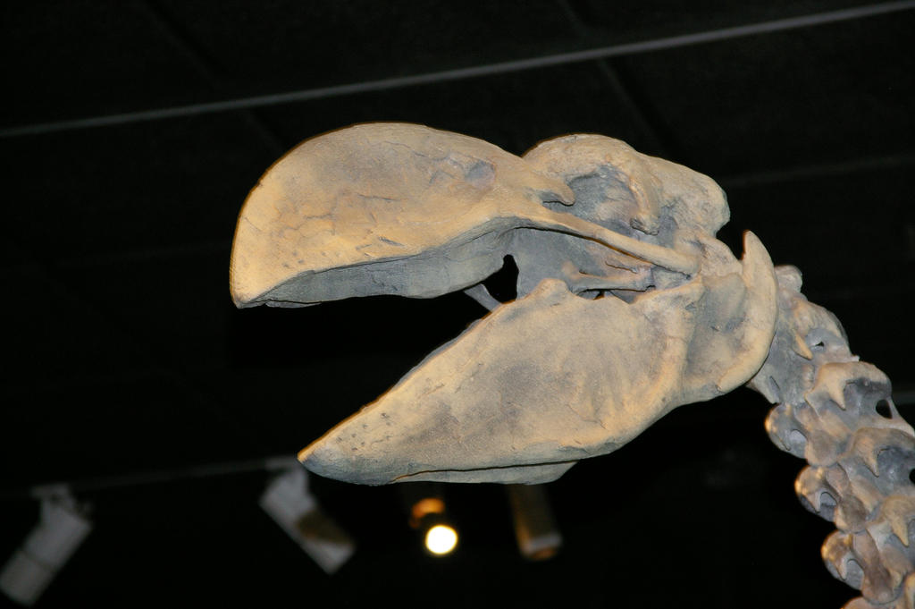 Dromornis by Pristichampsus2 on DeviantArt