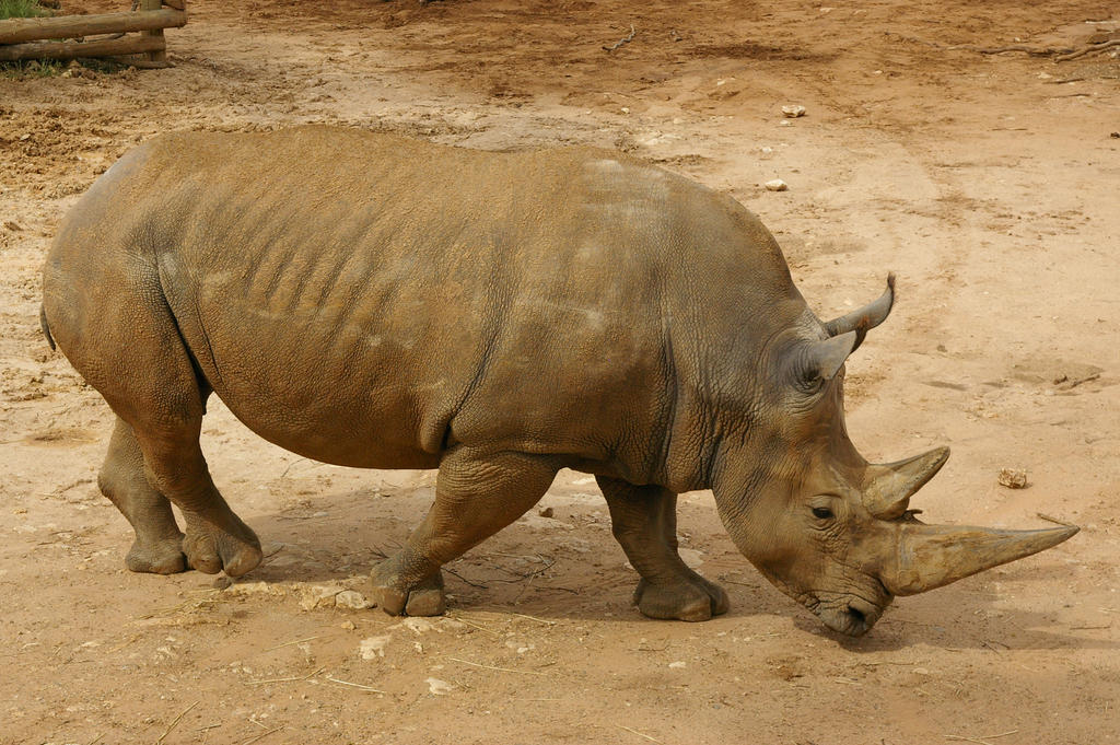 White Rho White Rhinoceros by Pristichampsus2 on DeviantArt