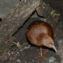 North Island Weka